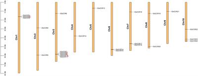 Genome-wide identification, characterization, and genetic diversity of CCR gene family in Dalbergia odorifera